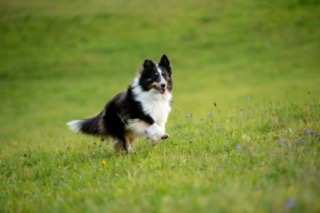 Why Do Dogs Eat Grass? Insights from a Veterinarian