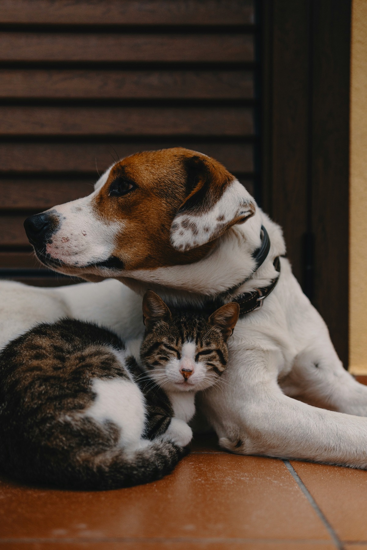 The Importance of Biannual Veterinary Visits: Keeping Your Pet Healthy at Every Life Stage