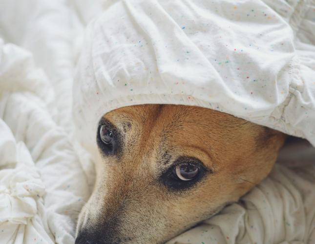 How to Comfort Your Dog During a Storm